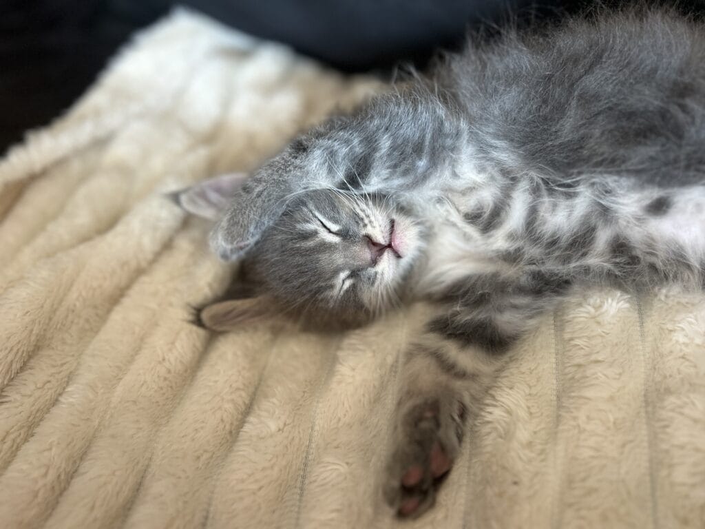 chaton qui dort
