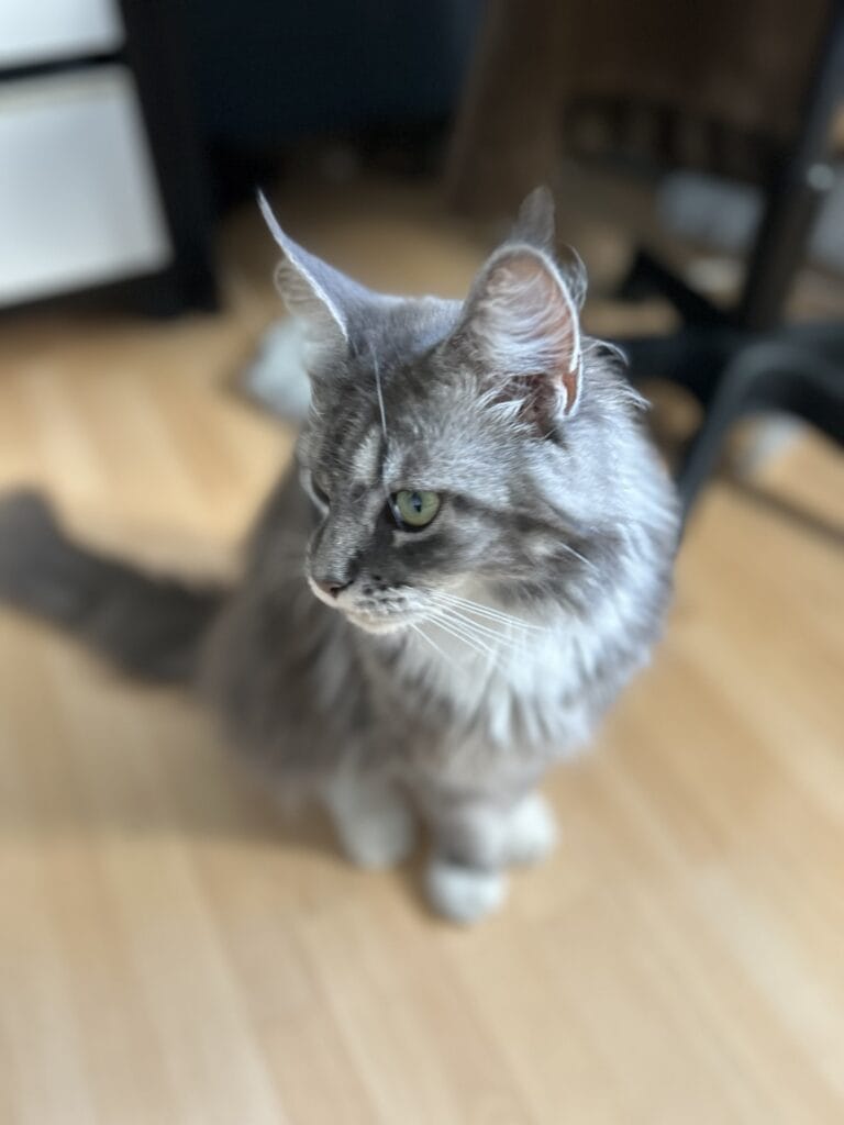wiki maman maine coon