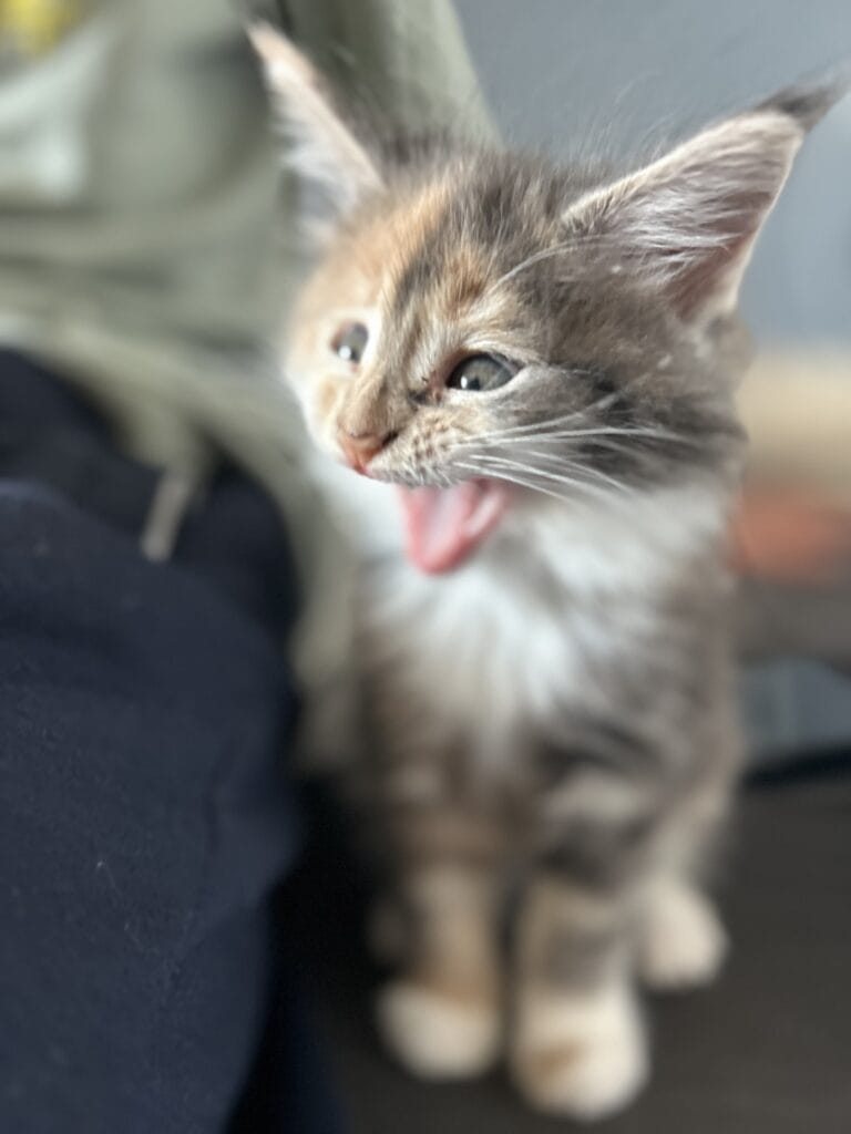 chaton maine coon 2025 femelle qui baille