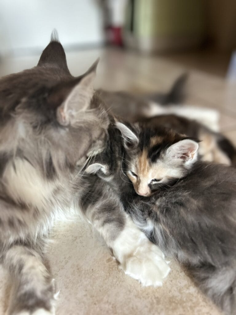 chaton maine coon 2025