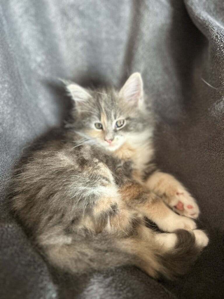 chaton maine coon 2025