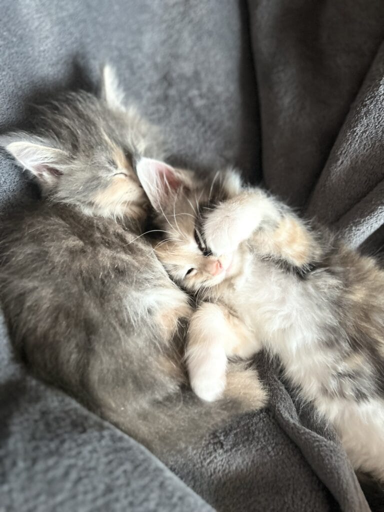dodo chat mignon