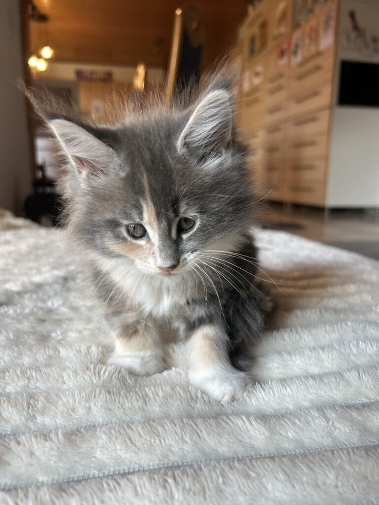 chaton maine coon 2025