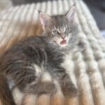 gris chaton maine coon 2025
