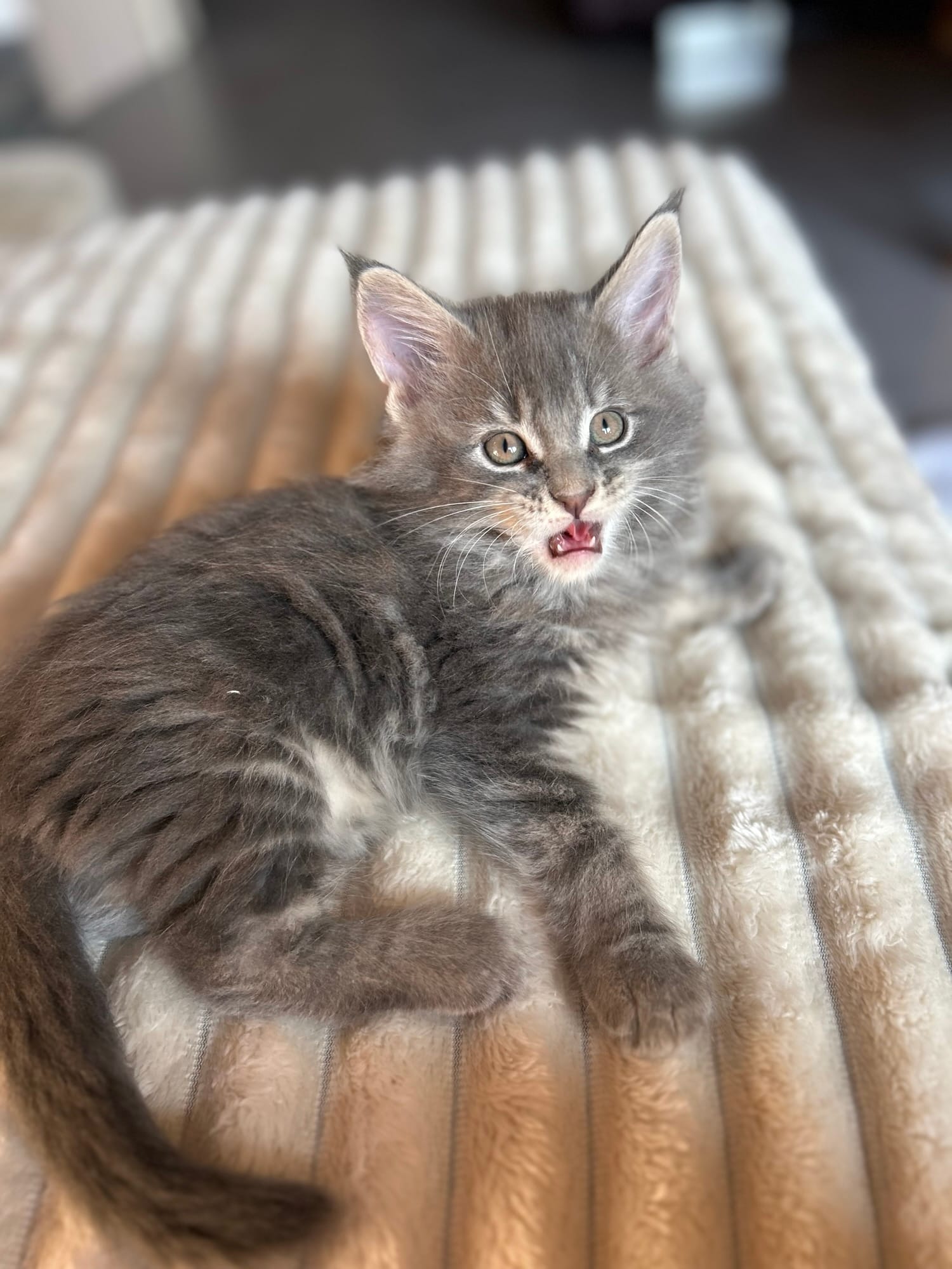gris chaton maine coon 2025