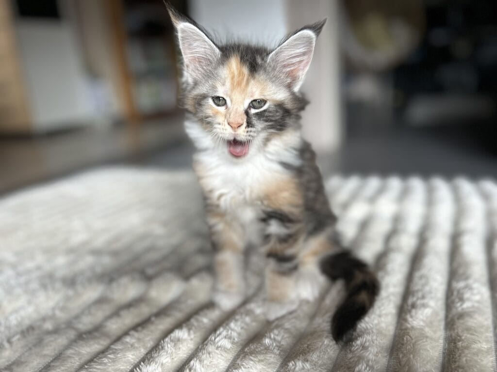 tricoline baille chaton maine coon 2025