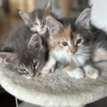Chatons: Tricoline maine coon à adopter