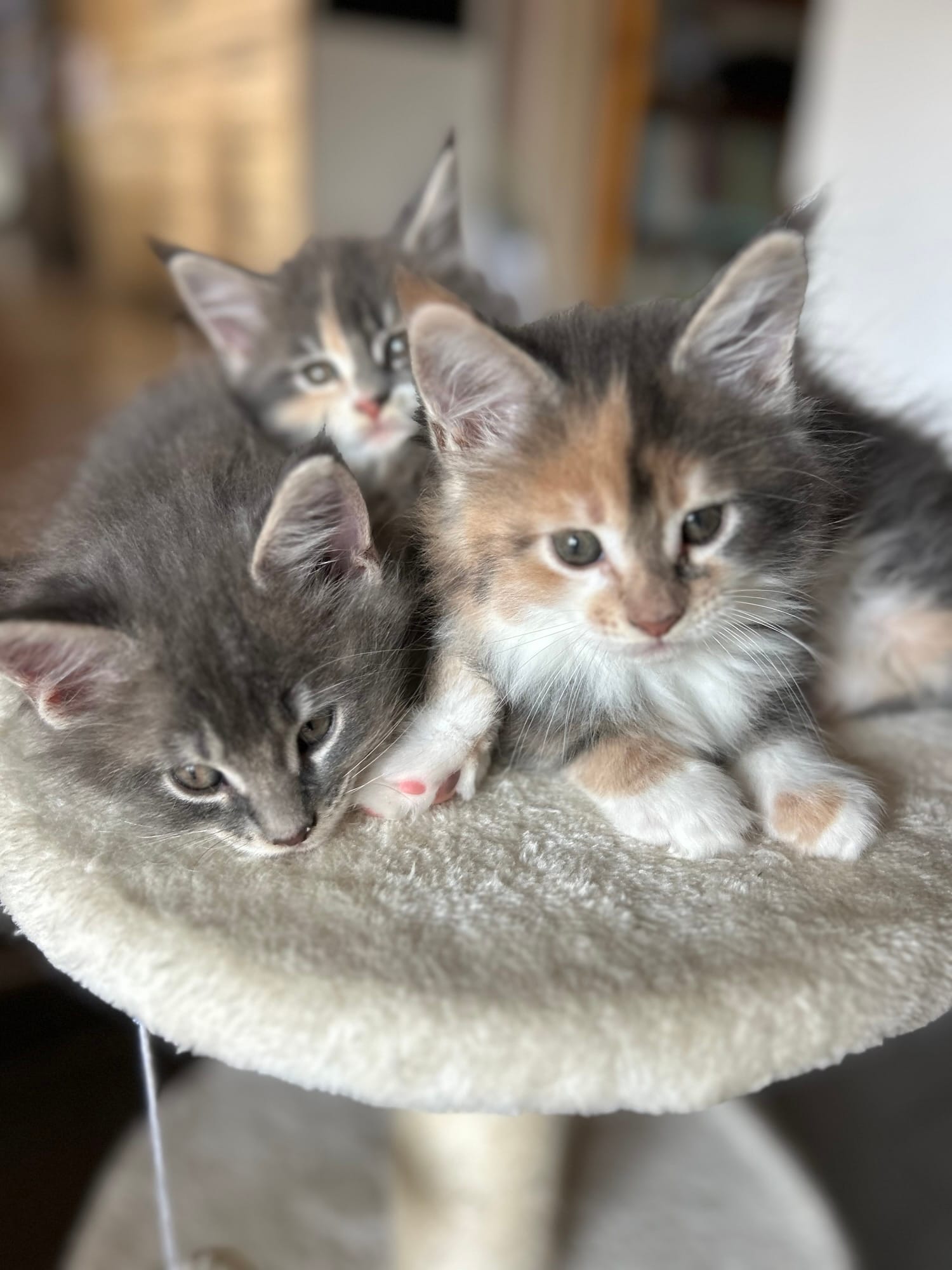 Chatons: Tricoline maine coon à adopter