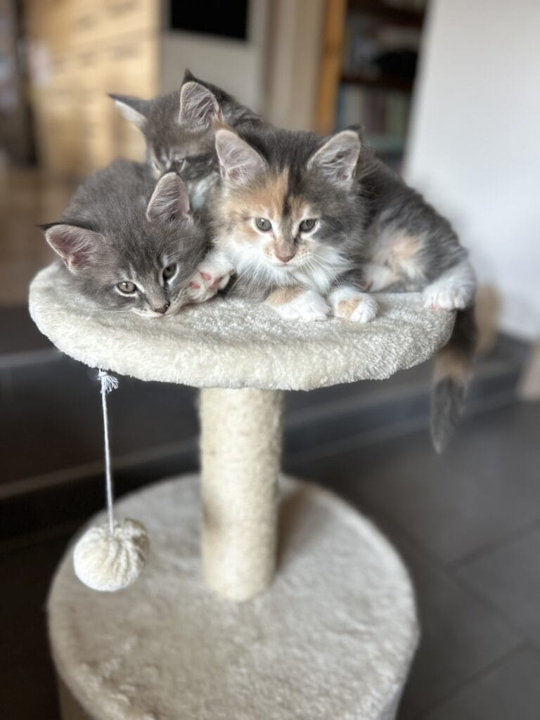 portée chaton maine coon 2025