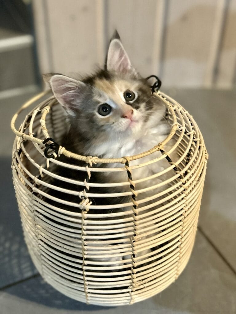 chaton maine coon 2025