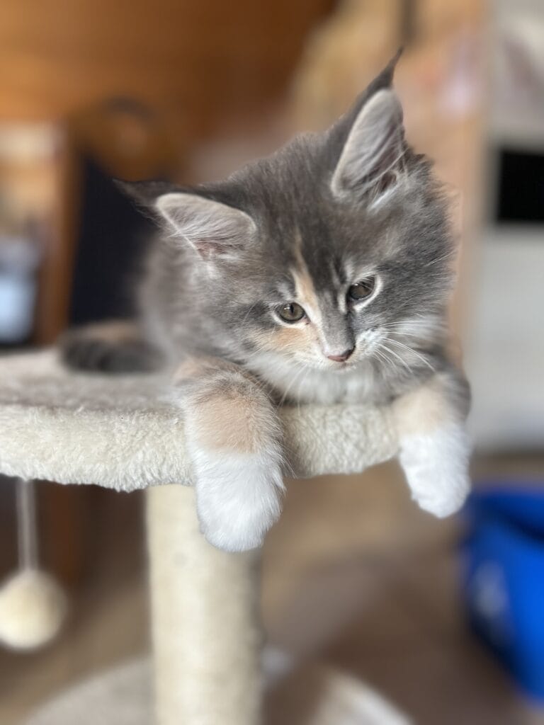 chtoupinette sur son arbre chaton maine coon 2025