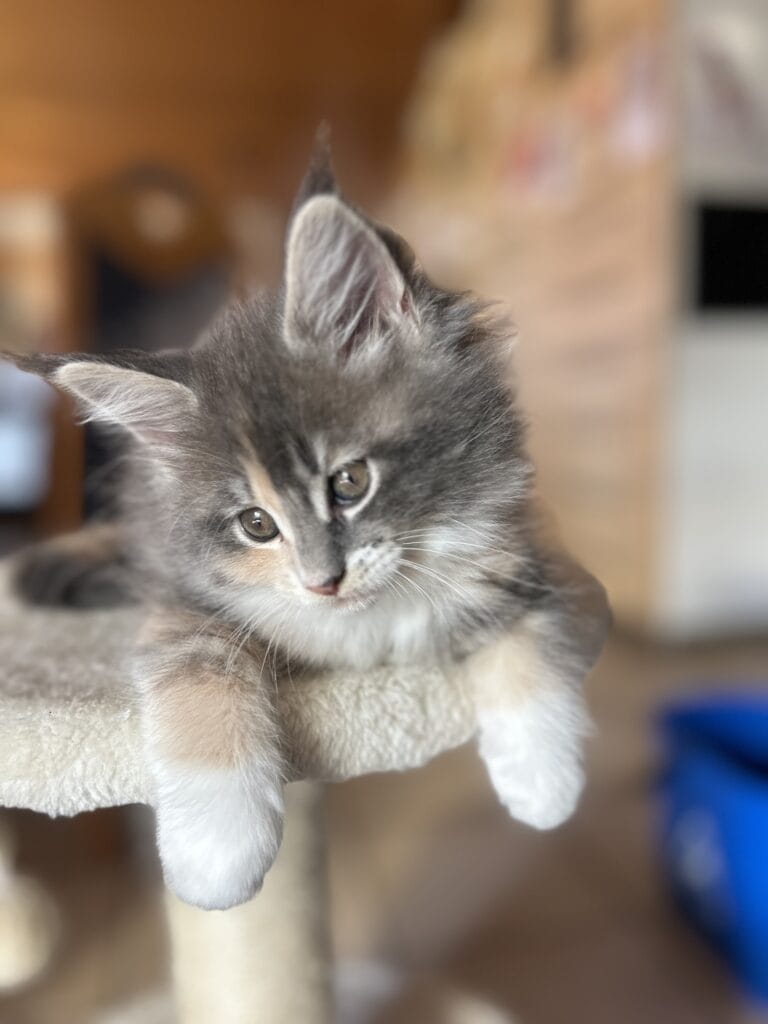 chaton maine coon 2025 trop belle