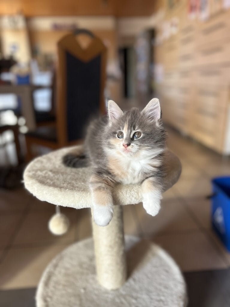 chaton maine coon 2025 femelle regard mignon