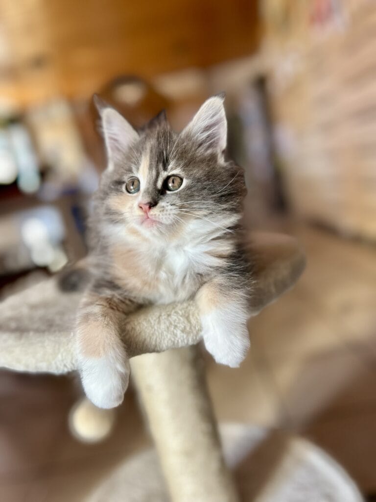 femelle maine coon chaton maine coon 2025
