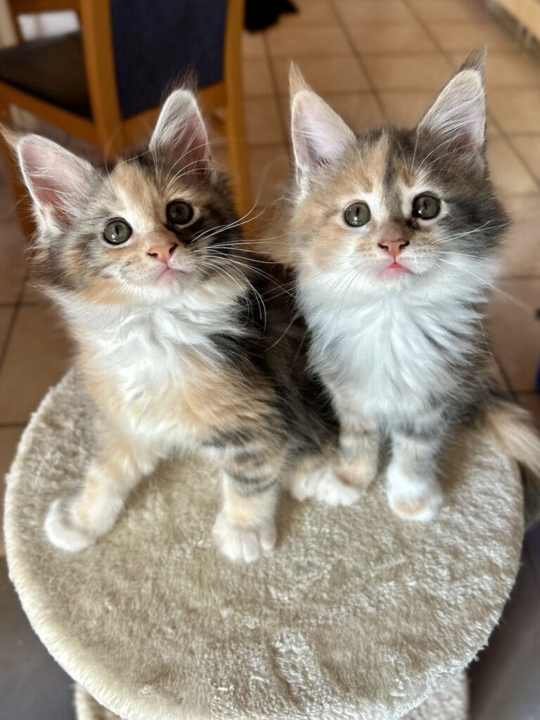 tricoline chaton maine coon 2025