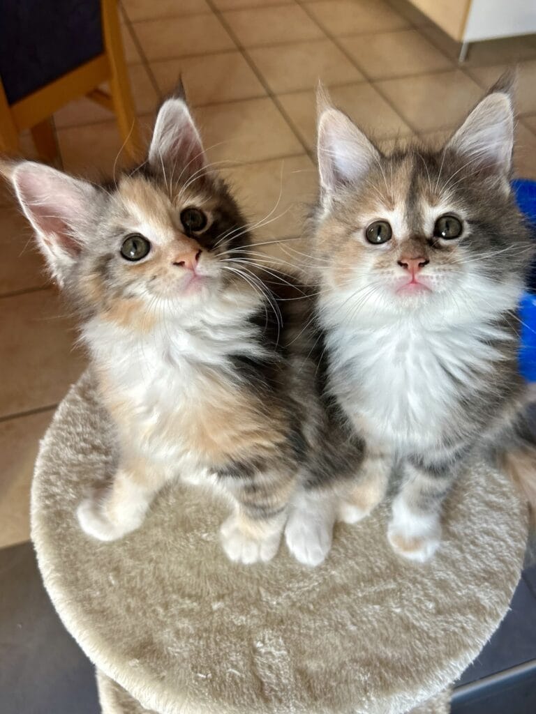 2 tricolores