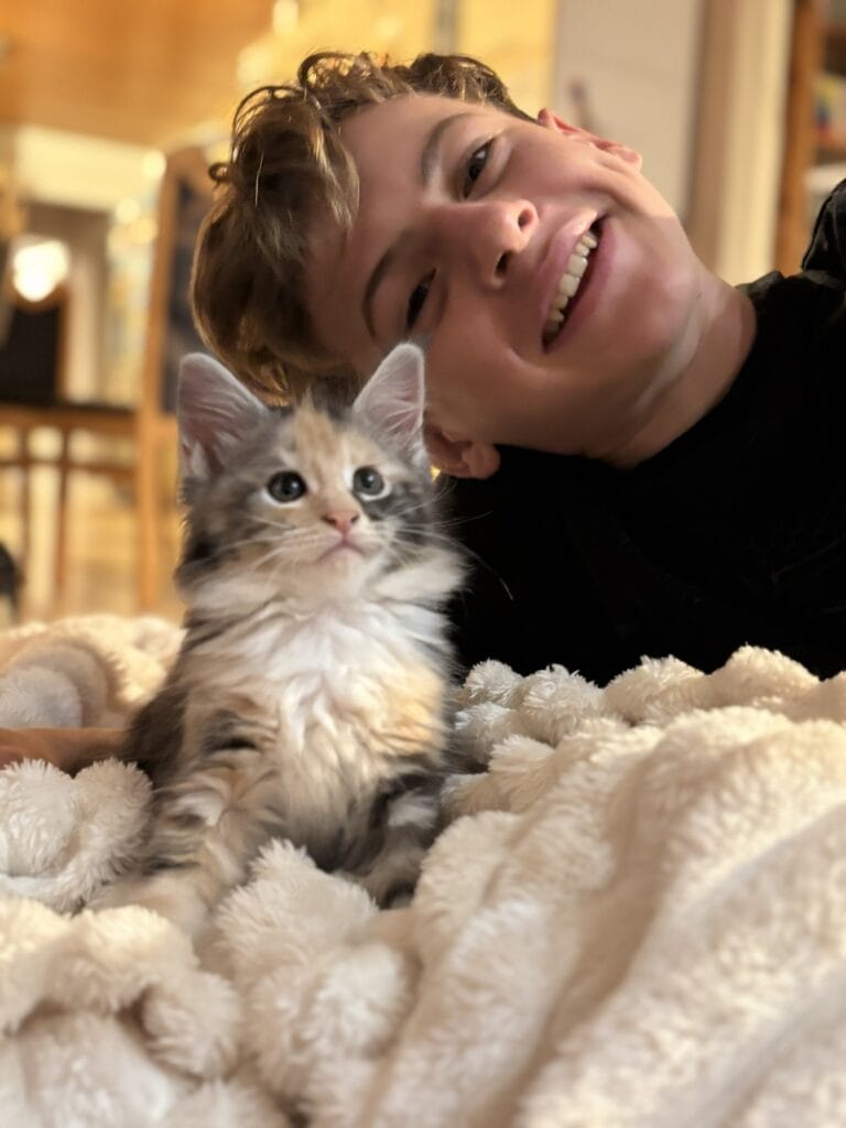 chaton maine coon 2025 avec mon fils