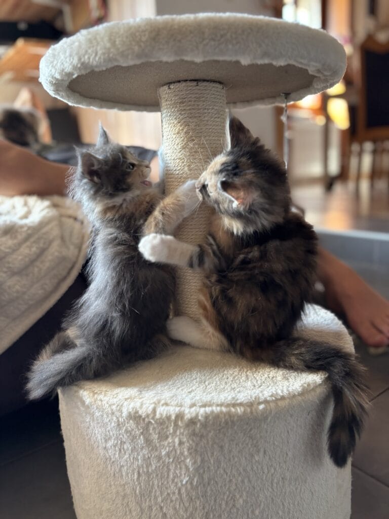 jeu chaton maine coon 2025