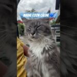 Chatons 2026