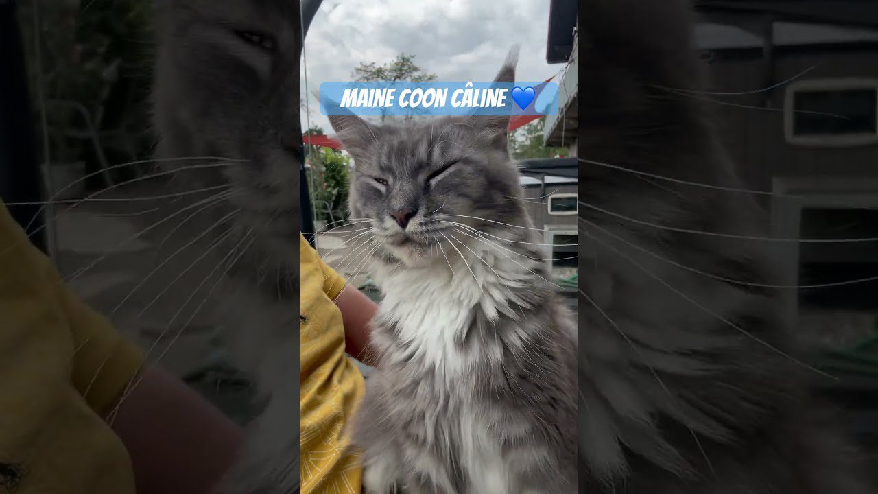 Chatons 2026
