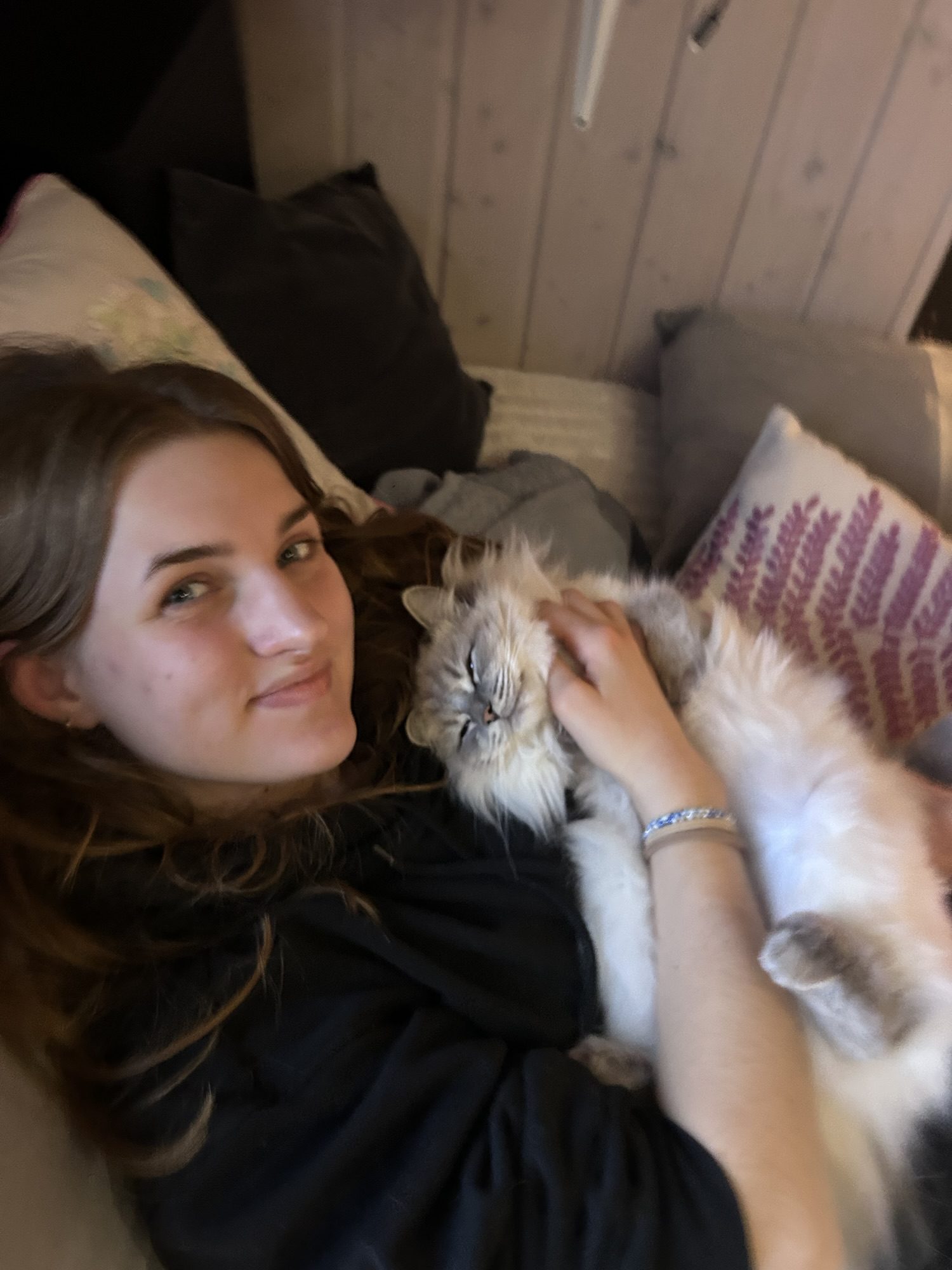 Ragdoll: Sataya grandit bien toujours belle et câline