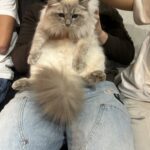 Projet 2026 Chatons Maine coon et ragdoll