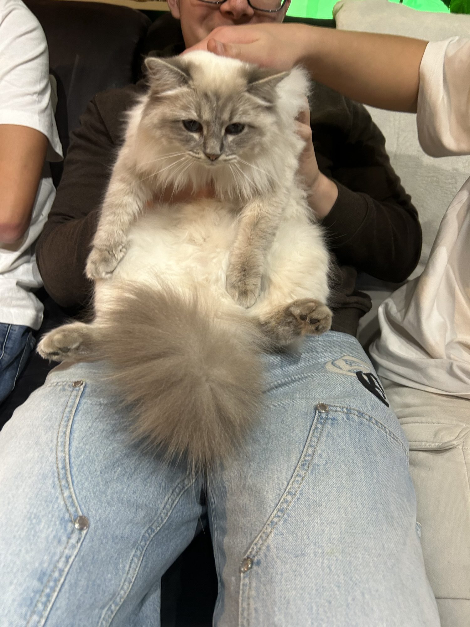Projet 2026 Chatons Maine coon et ragdoll