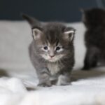 Chatons maine coon à 19 jours