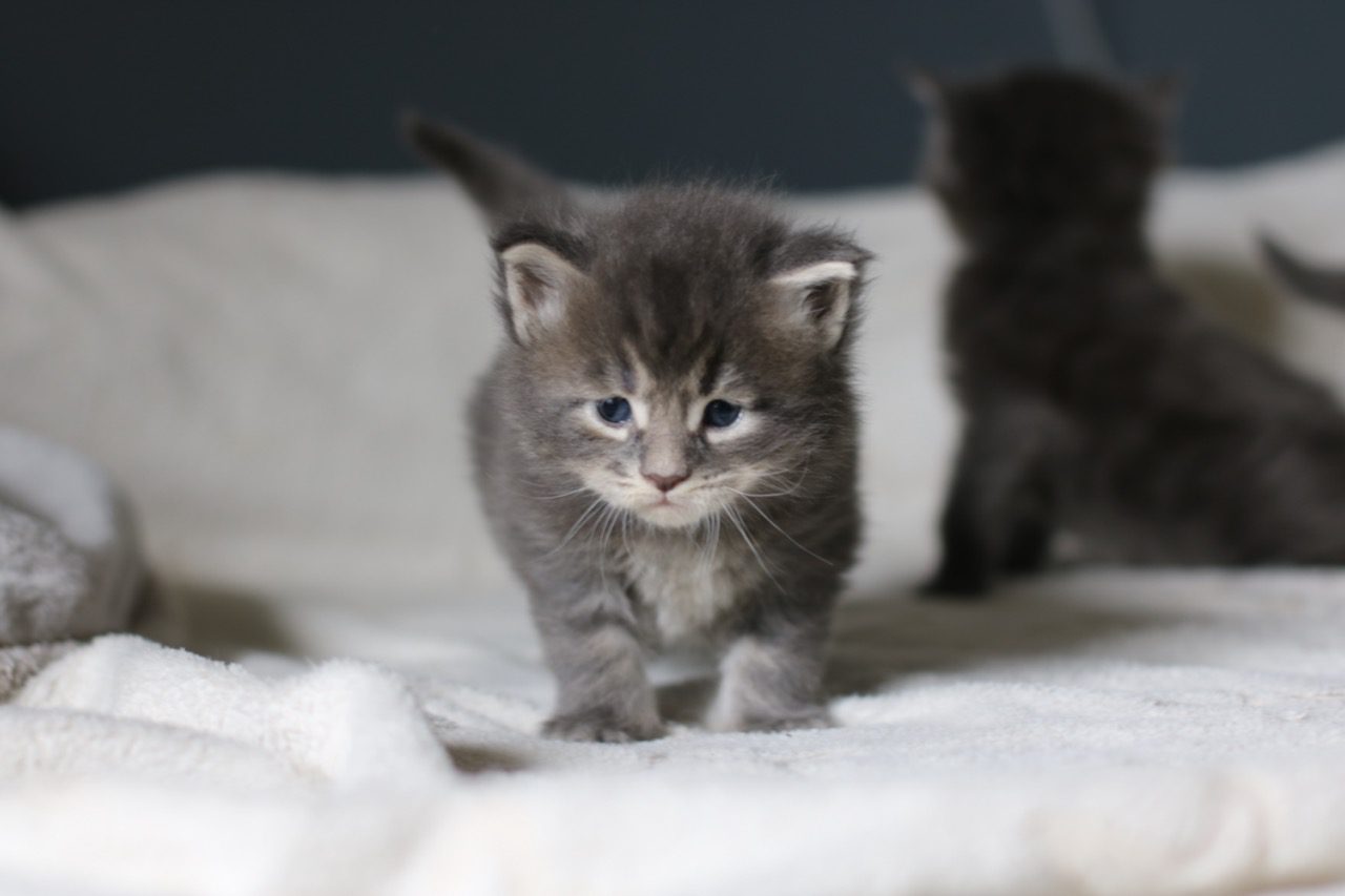 Chatons maine coon à 19 jours