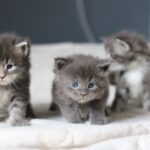 chatons maine coon blue nés en 2026