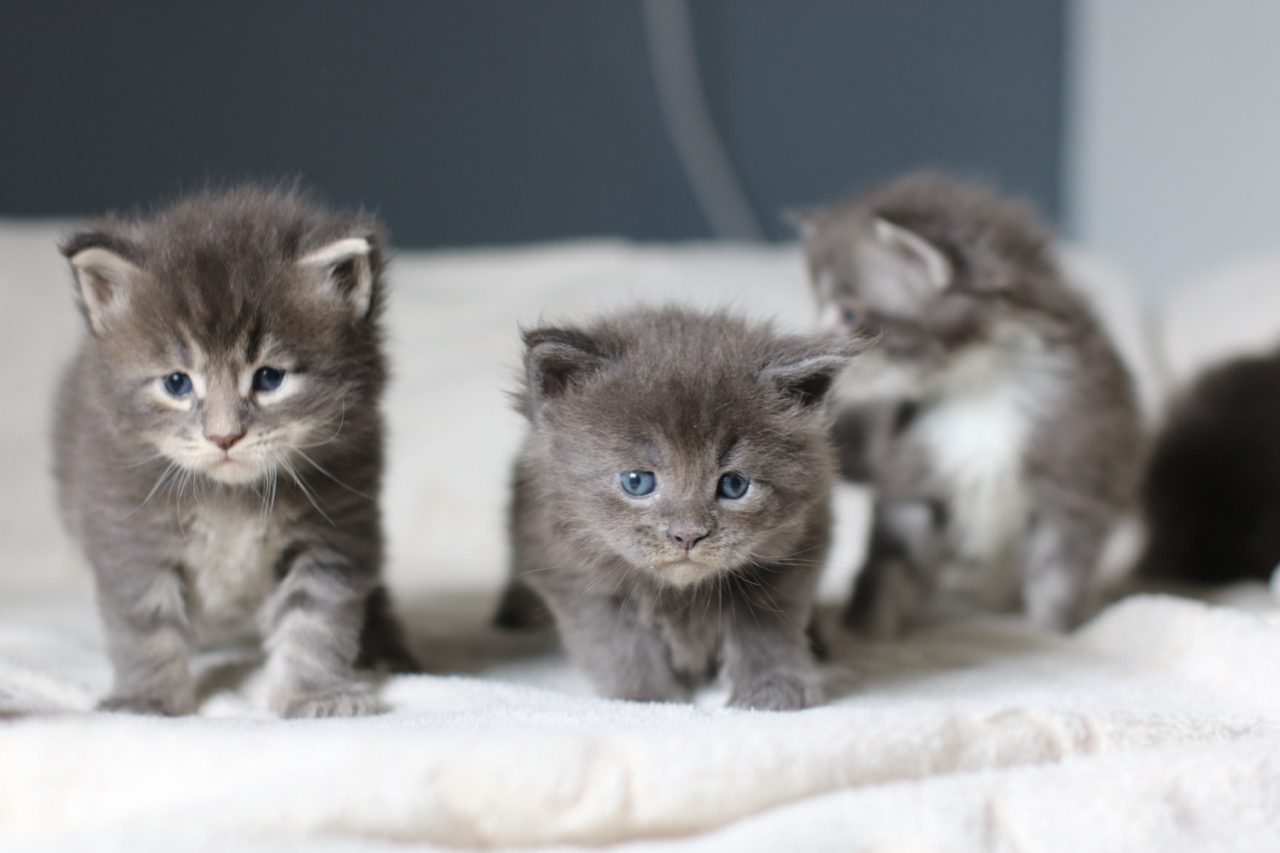 chatons maine coon blue nés en 2026