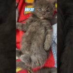 Chaton maine coon de 1 mois trop mignon sur le dos