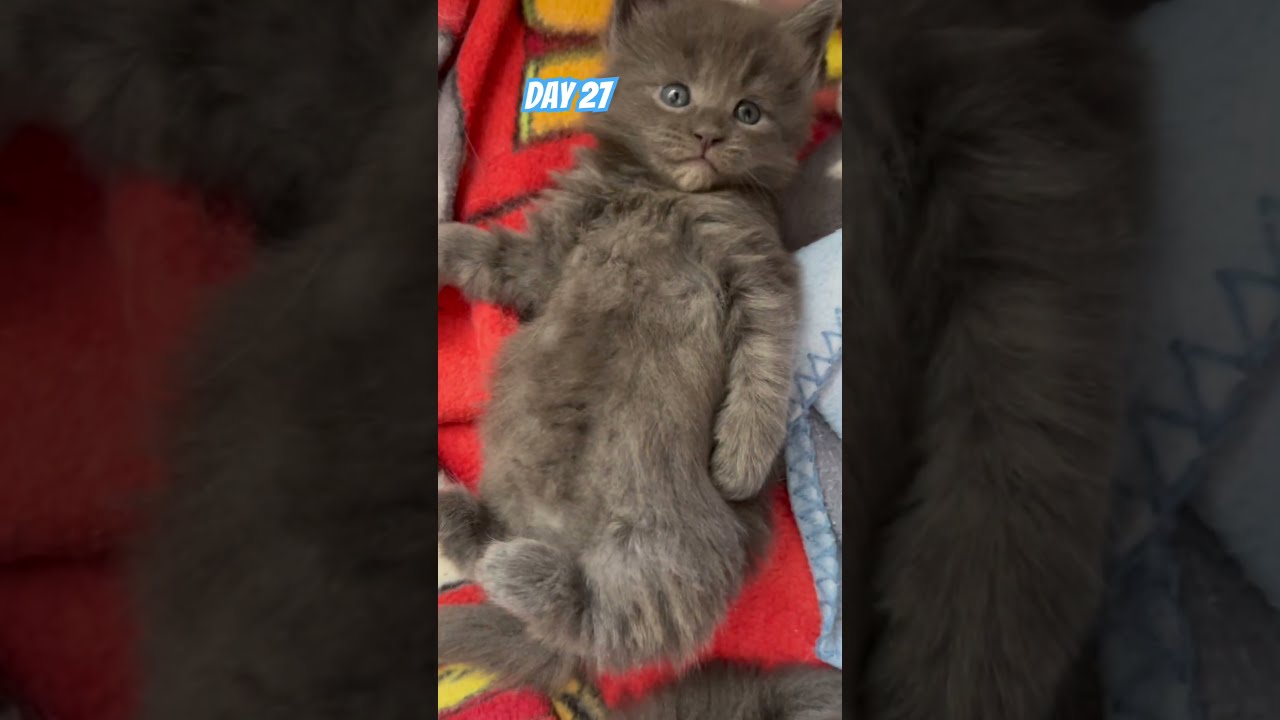 Chaton maine coon de 1 mois trop mignon sur le dos