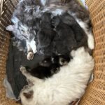 Vidéo collaboration de deux mamans pour élever leurs 8 chatons