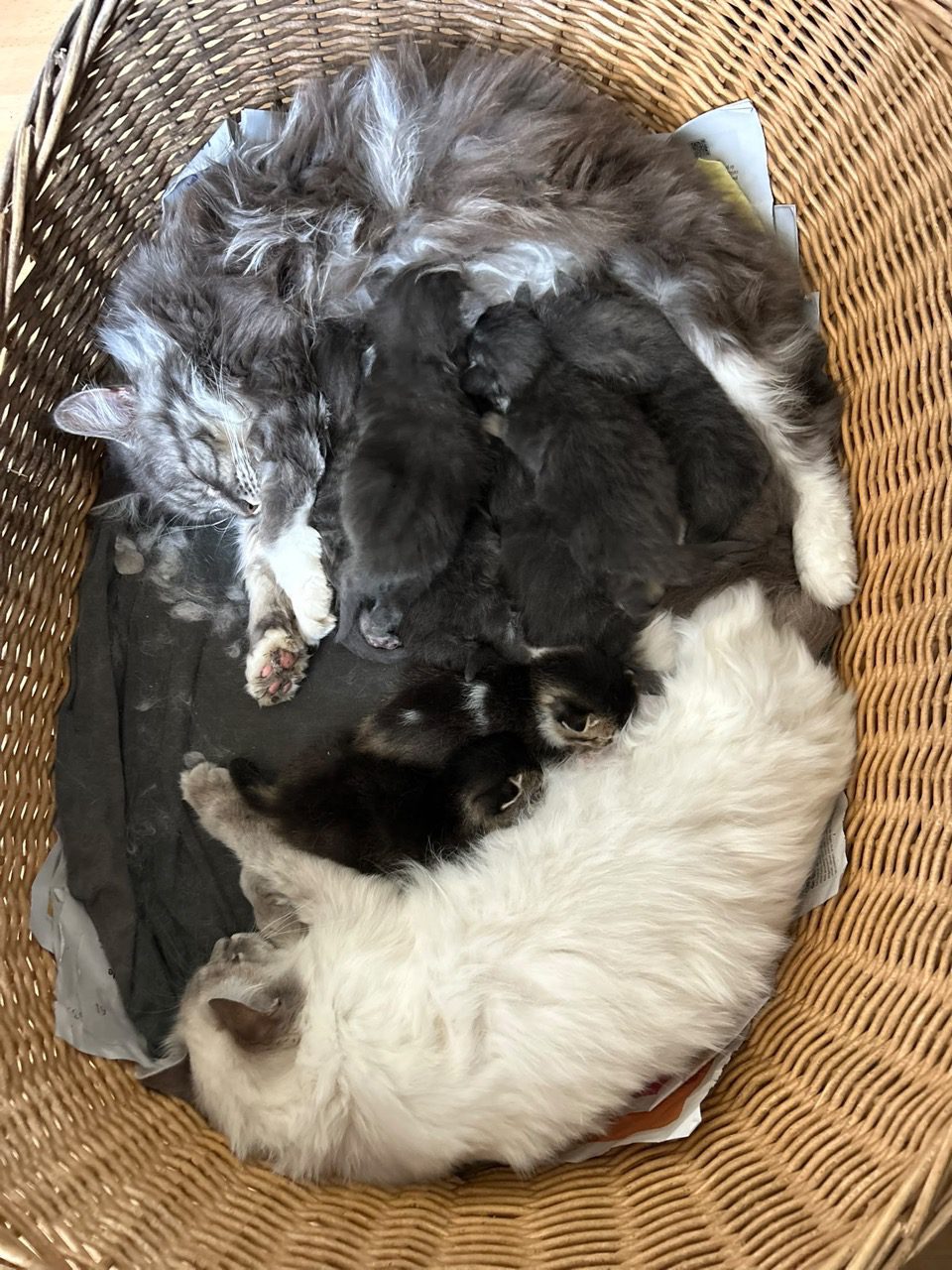 Vidéo collaboration de deux mamans pour élever leurs 8 chatons