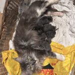 vidéo de chaton qui miaule