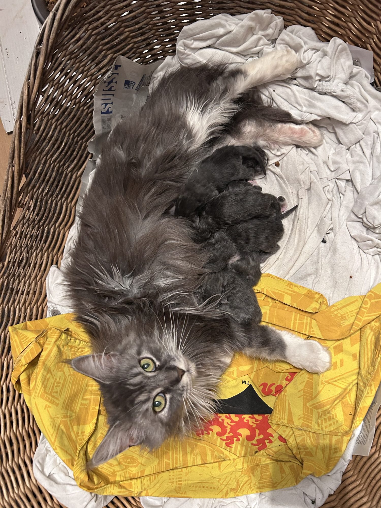 vidéo de chaton qui miaule