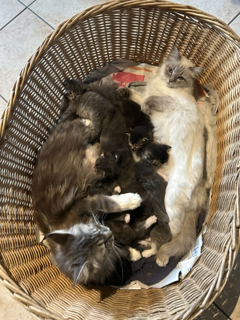 Collaboration entre mamans