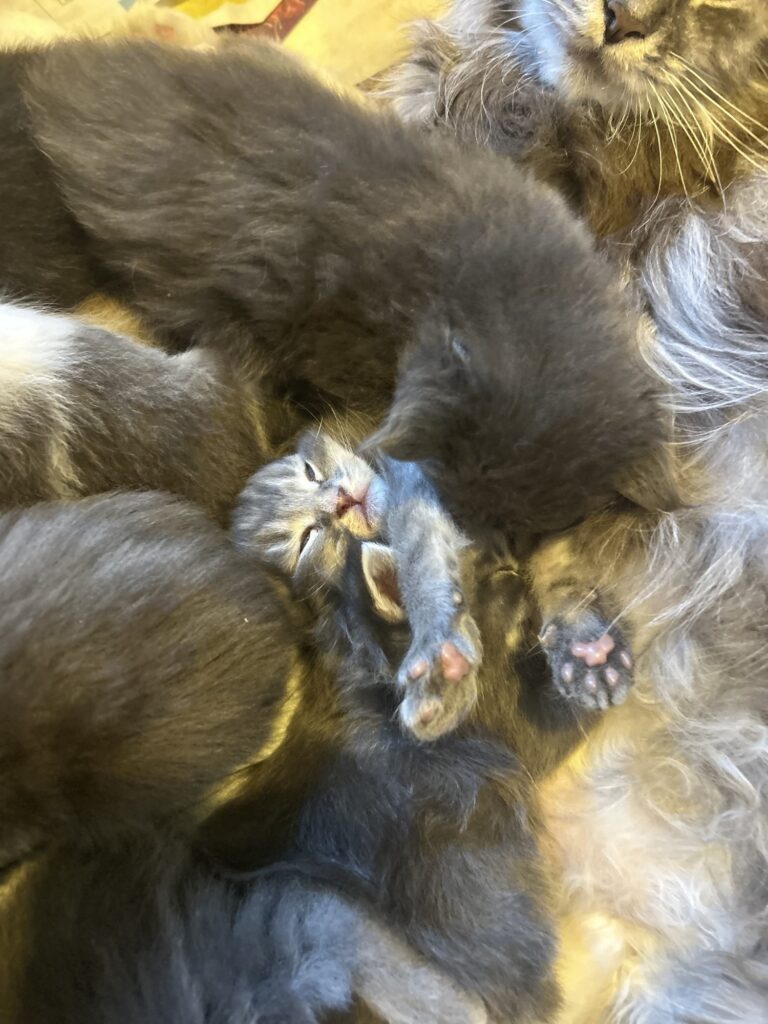 Chatons maine coon portée printemps 2026