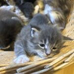 Chatons Maine Coon Blue et Blue Tabby disponibles à la réservation – Naissance du 17 mai 2026