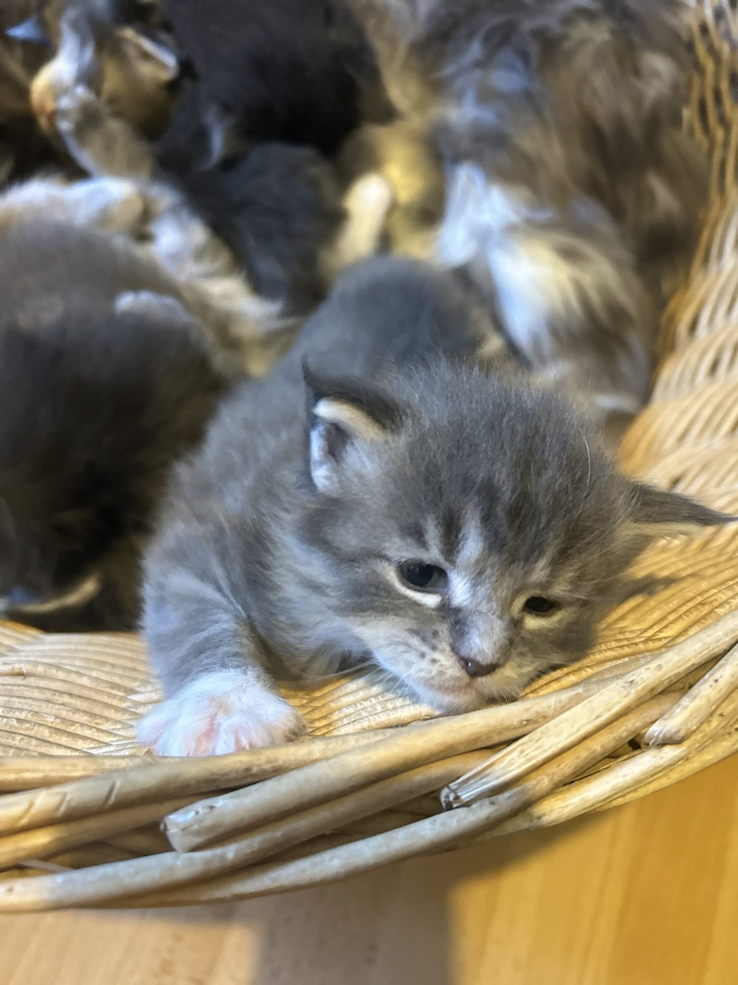 Chatons Maine Coon Blue et Blue Tabby disponibles à la réservation – Naissance du 17 mai 2026