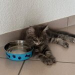 Courbe de poids du Maine Coon mâle : croissance, évolution et poids idéal selon l’âge