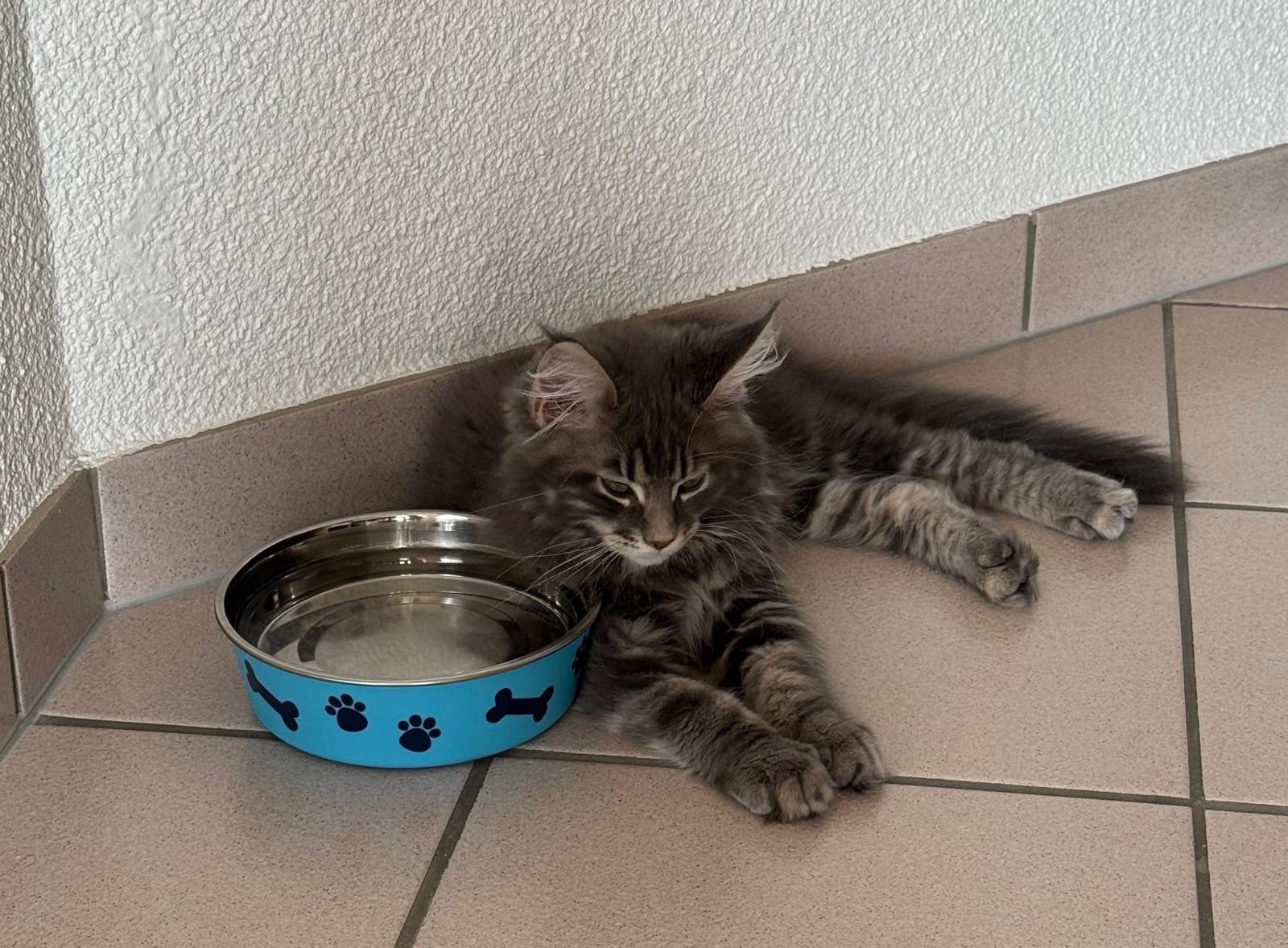 Courbe de poids du Maine Coon mâle : croissance, évolution et poids idéal selon l’âge
